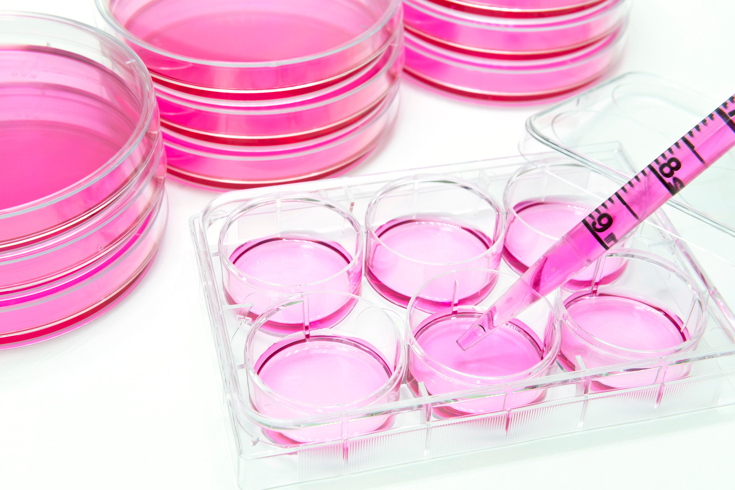 Vitro cell based assay using human stem cells on the 6 well plate